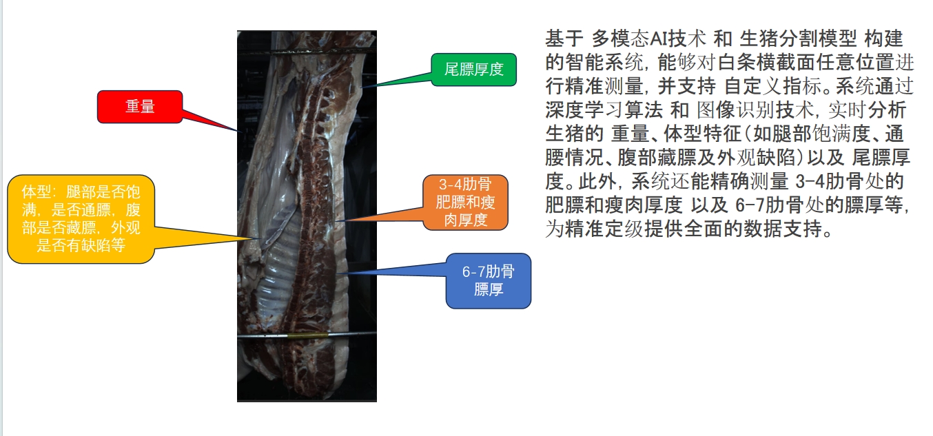猪白条影像定级系统