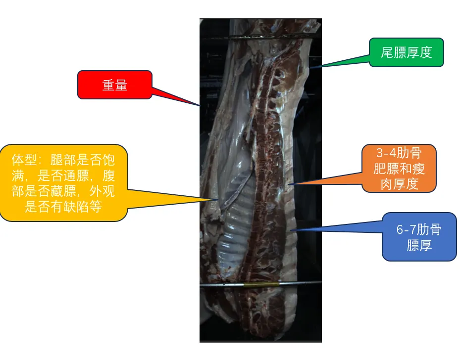 肉品影像定级系统｜瀚蓝科技